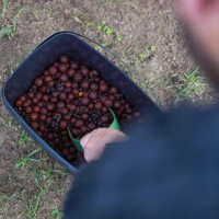 Sticky Baits Black Buckets